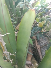 Aechmea comata