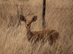 Raphicerus campestris
