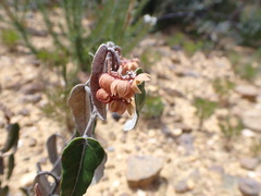 Lasiopetalum ferrugineum