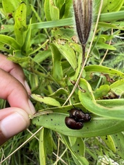 Chrysolinina