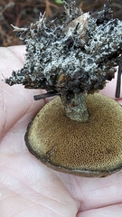 Suillus salmonicolor