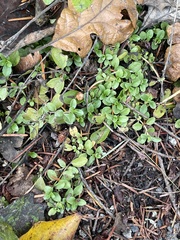 Clinopodium douglasii