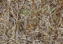 Curruca conspicillata