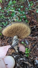 Suillus salmonicolor