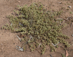 Sida fibulifera