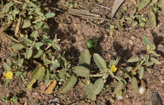 Sida fibulifera