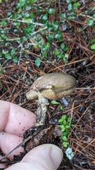 Suillus salmonicolor
