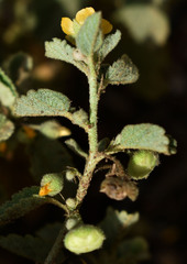 Sida fibulifera