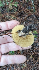 Suillus salmonicolor