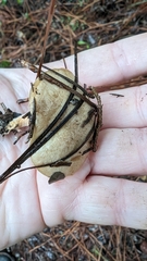 Suillus salmonicolor