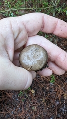 Suillus salmonicolor