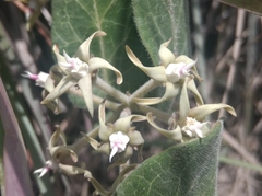 Oxypetalum tomentosum