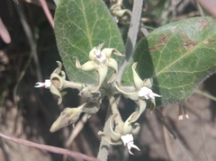 Oxypetalum tomentosum