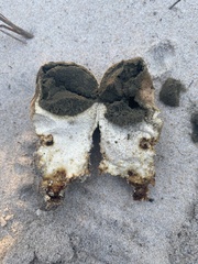 Scleroderma meridionale