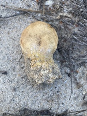 Scleroderma meridionale