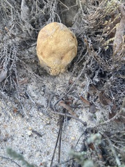 Scleroderma meridionale