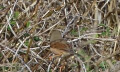 Curruca conspicillata