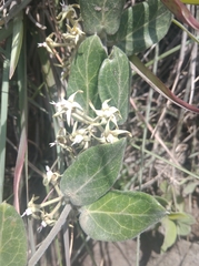 Oxypetalum tomentosum