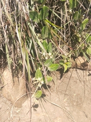 Oxypetalum tomentosum