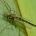 Common Midge - Photo (c) Steve Kerr, some rights reserved (CC BY), uploaded by Steve Kerr