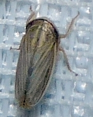 Athysanus argentarius
