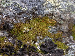 Hymenoloma crispulum