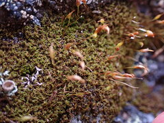 Hymenoloma crispulum