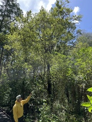 Streblus heterophyllus