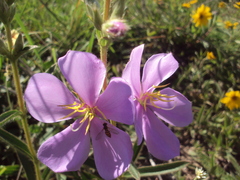 Chaetogastra gracilis