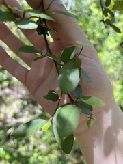 Streblus heterophyllus