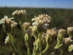 Holocheilus schulzii