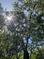 Streblus heterophyllus