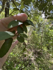 Streblus heterophyllus