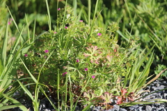 Geranium dissectum
