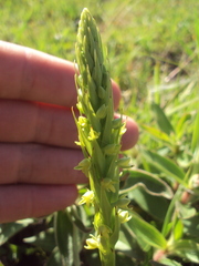 Habenaria parviflora