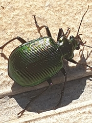 Calosoma schayeri