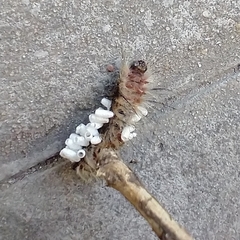 Microgastrinae