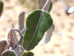 Lasiopetalum ferrugineum