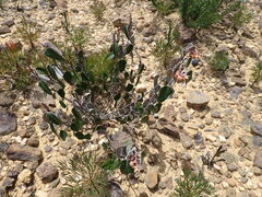 Lasiopetalum ferrugineum