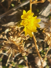 Lessingia glandulifera