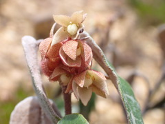 Lasiopetalum ferrugineum