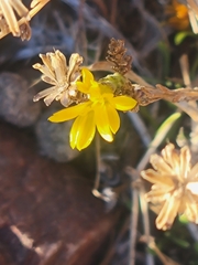 Lessingia glandulifera