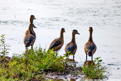 Dendrocygna javanica