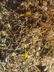 Lessingia glandulifera