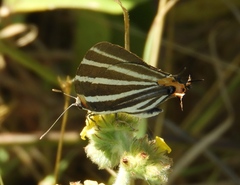 Panthiades bathildis