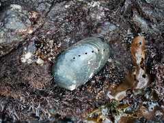 Haliotis cracherodii