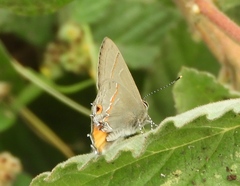 Electrostrymon hugon