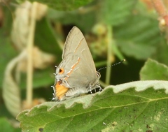 Electrostrymon hugon