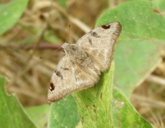 Arteurotia tractipennis