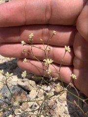 Eriogonum collinum